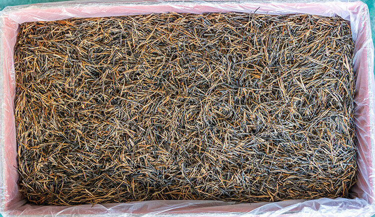 HelloYoung Yunnan Fengqing DianHong tea Pine Needle Un bourgeon une feuille Golden Needle