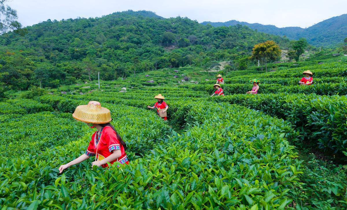 HelloYoung Apple Flower with Rose Tea Chinese New Flower Tea Chinese Specialty Herbal Tea