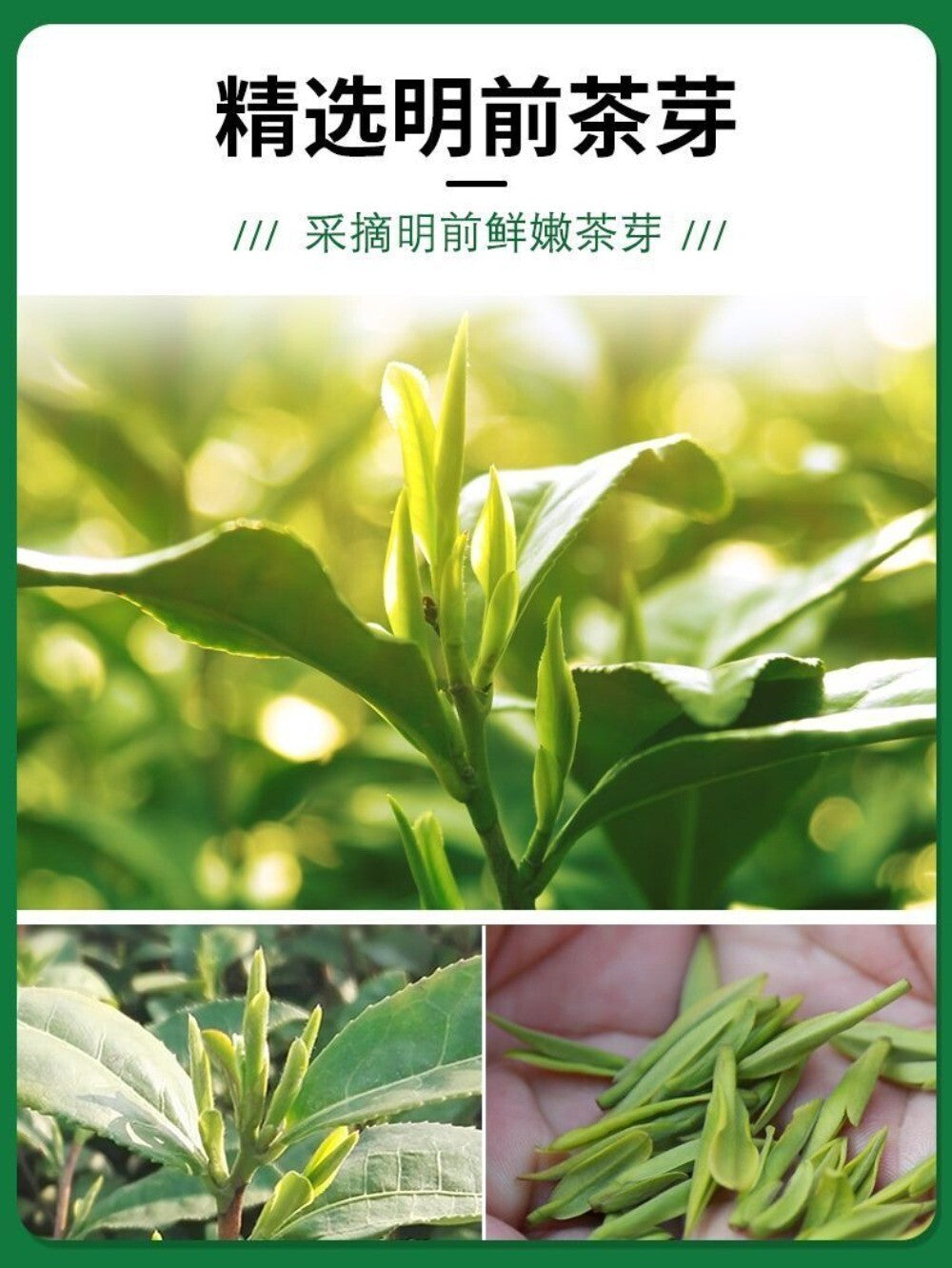2025 Longjing Green Tea Crumbles 250g Spring Tea Rich Aroma Perfect Brew