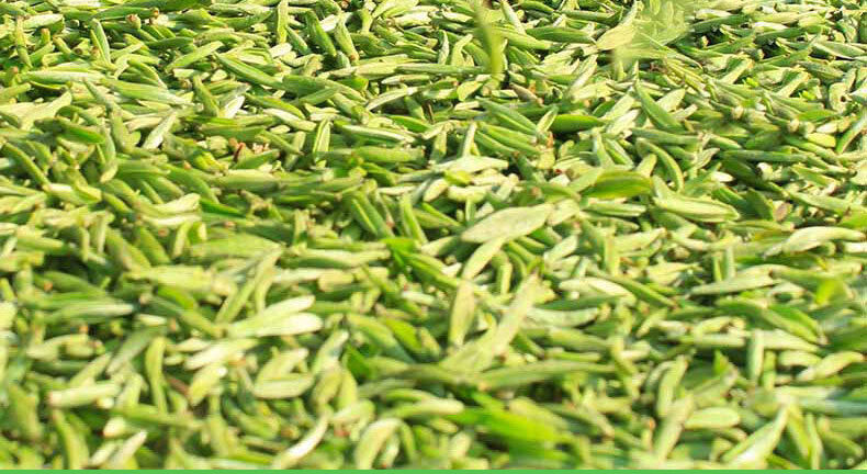 HelloYoung 350g Fuding white tea white peony white tea cake alpine Panxi first spring tea