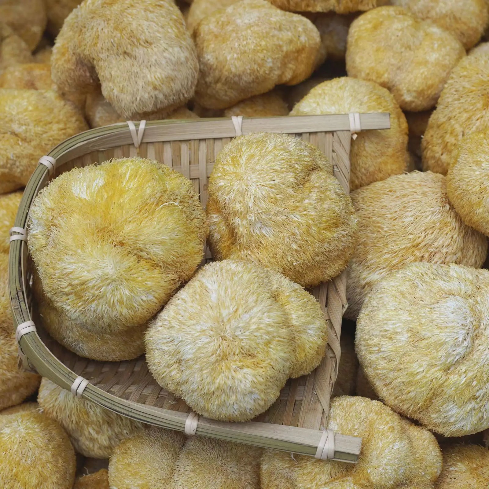 100% Biologische natürliche Löwen Mähne Pilz Hericium Erinaceus Hou Tou Gu 250G