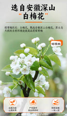 Apricot Plum Green Tea with White Red Rose Buds Loose Leaf Natural Blend in Jar