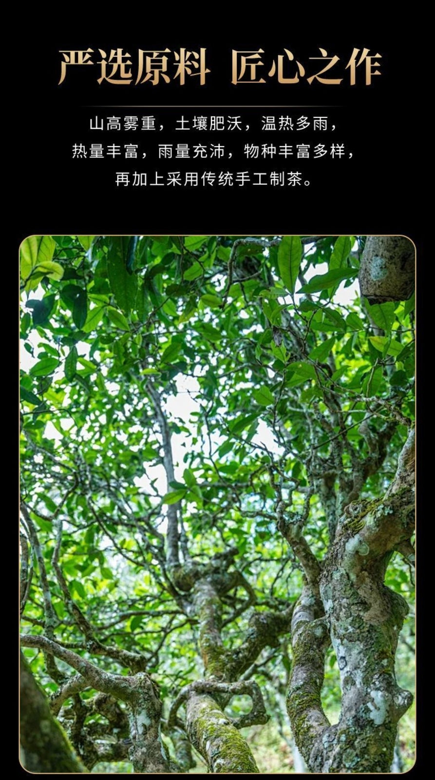 Nap Pre Qingming Biluochun Green Tea 100g Yunnan Fresh Aroma Loose Leaf