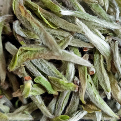 White Tea 50g/can First Spring Tea Loose White Tea Fuding Baihao Yinzhen Fuding