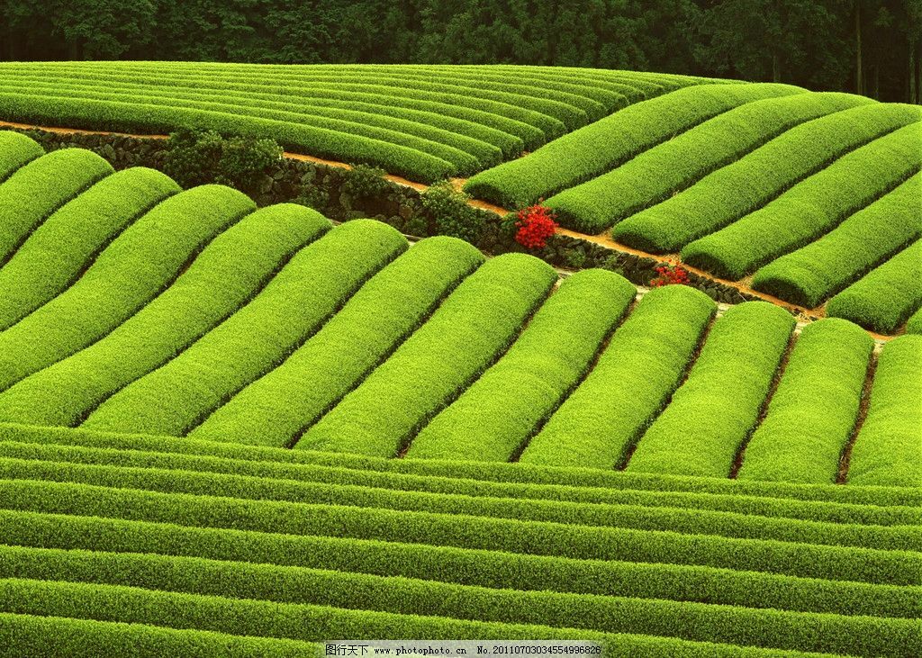 HelloYoung Top Grade Black Oolong Tea Natural Slimming Tea Black Tieguanyin 50g