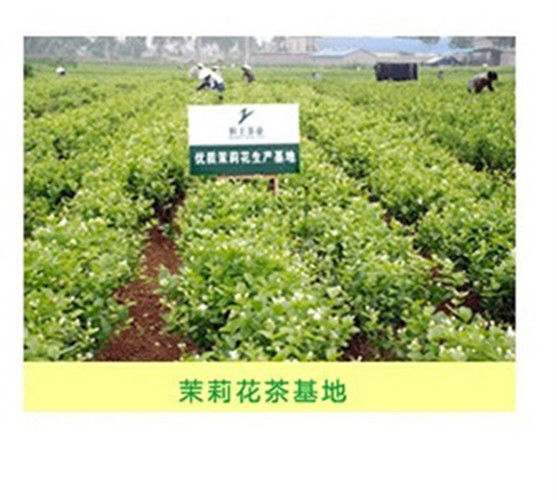 HelloYoung100g Organic Jasmine Flower Tea Jasmine Pearl Green Tea Chinese Fragrant Tea new tea