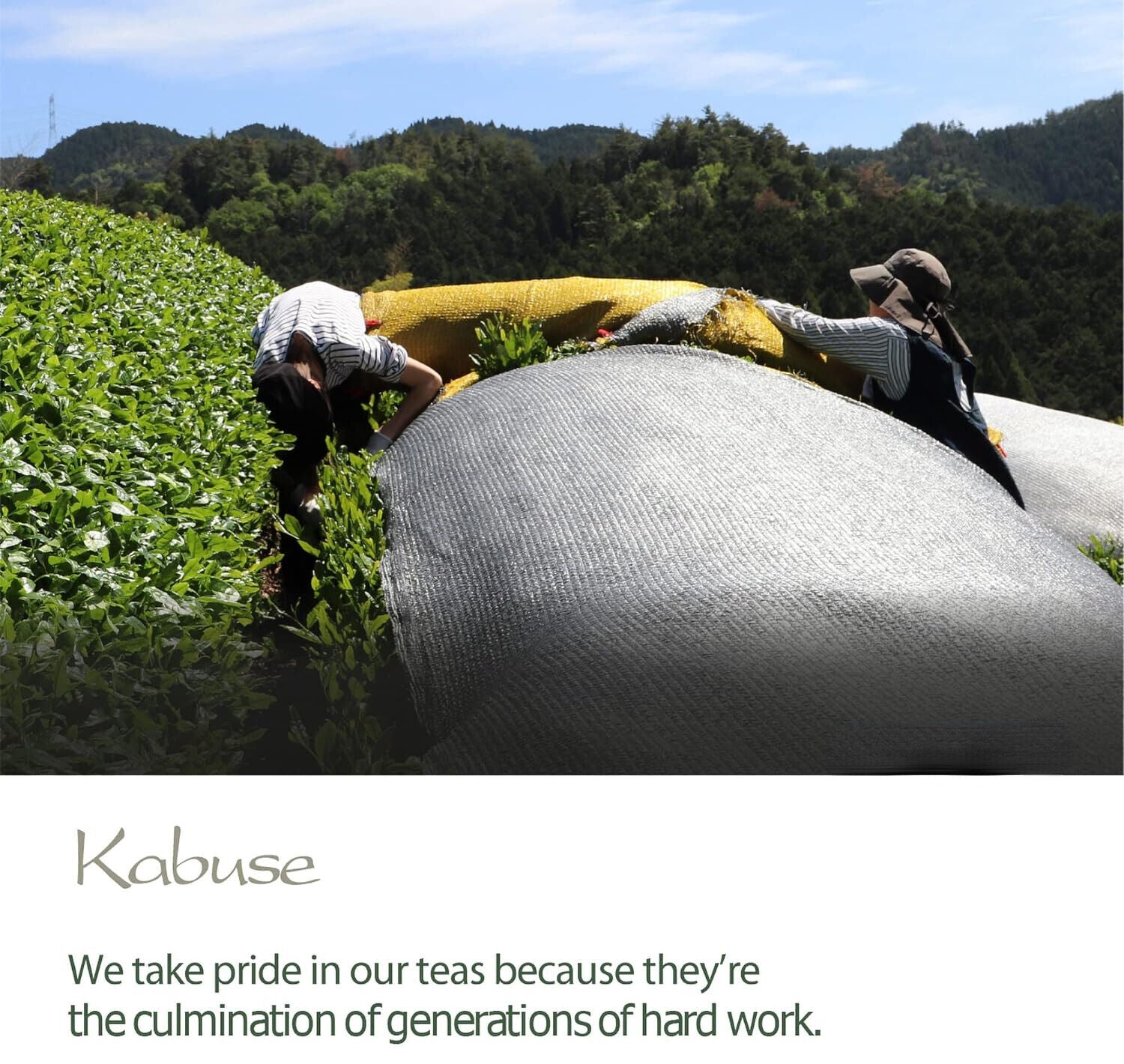 Kabuse Japanese Tea Japan - Kabusecha Between Sencha and Gyokuro Green Tea 50g