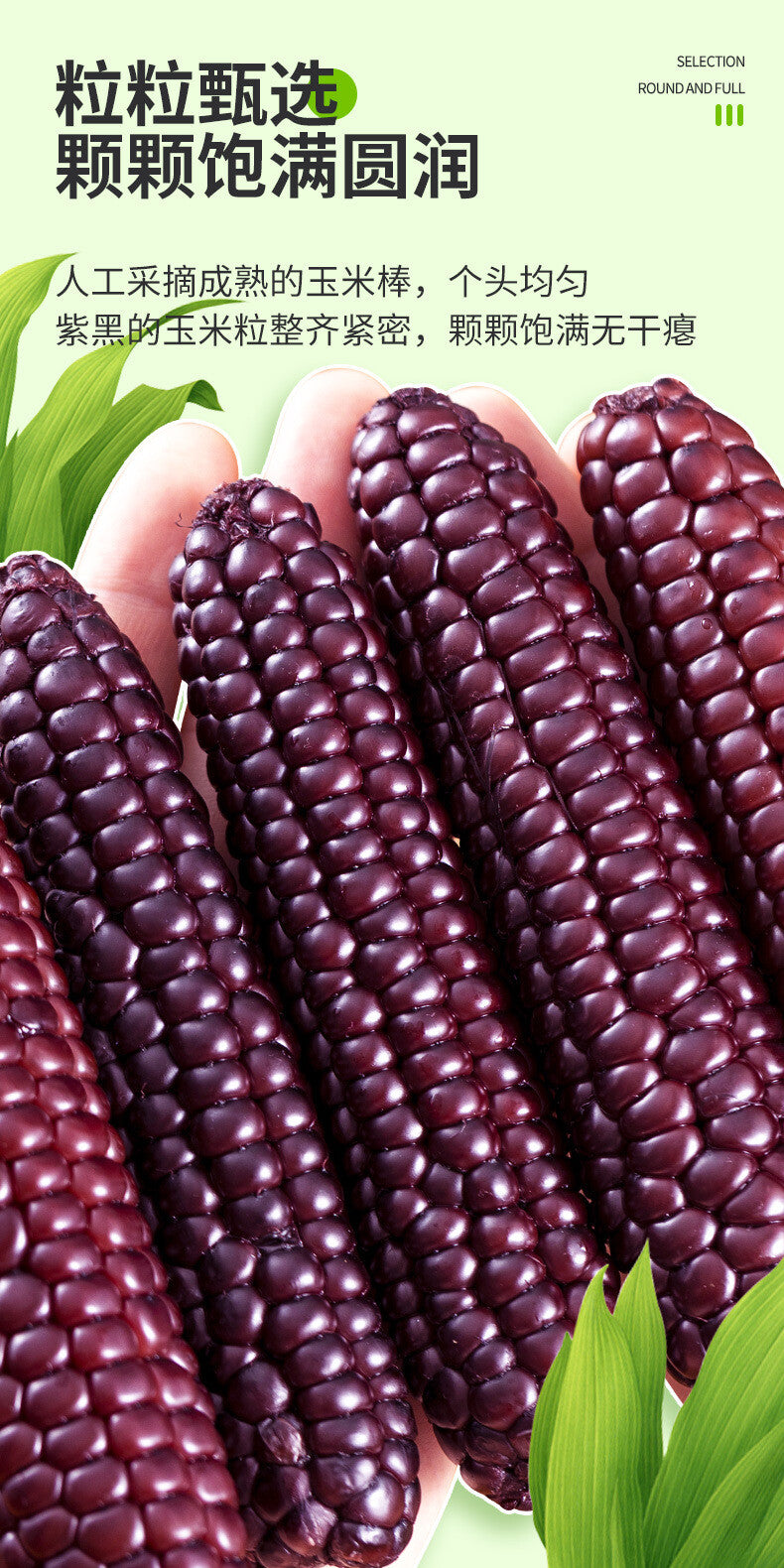 Purple Glutinous Corn Gift Box – Yunnan Specialty Sweet & Soft Corn