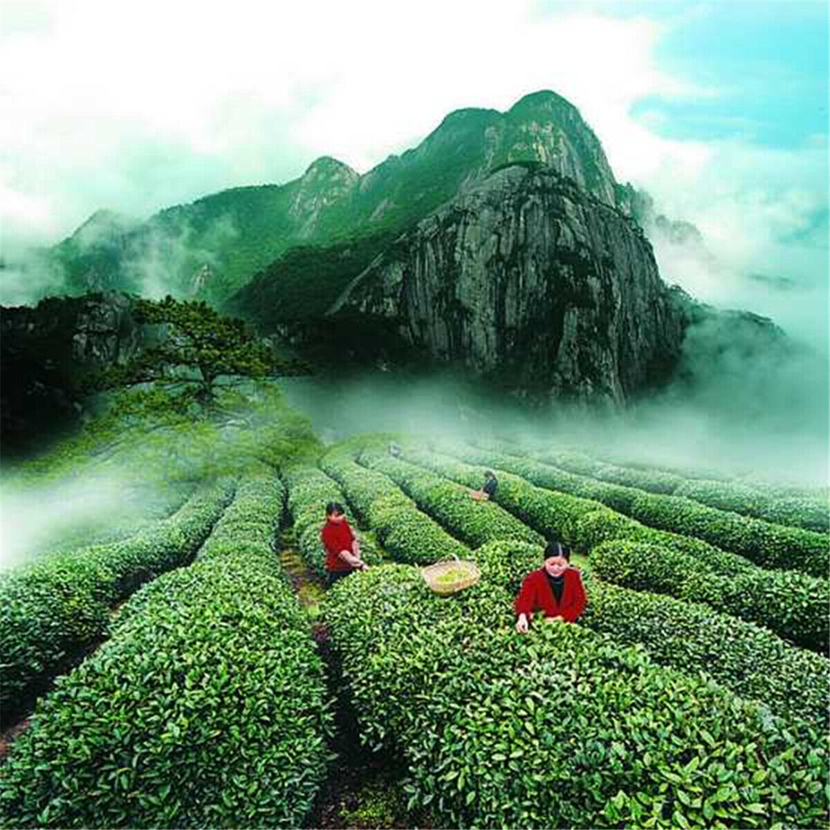 HelloYoung 250g Slimming Natural Organic Black Tea Da Hong Pao Tea Oolong Tea Dahongpao Tea