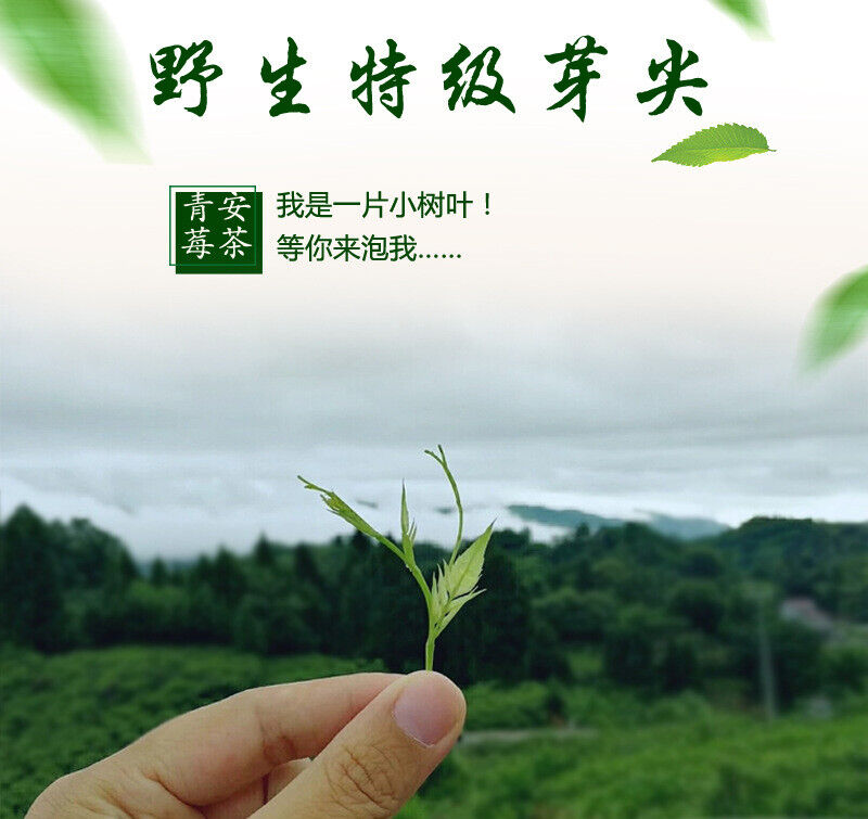 Zhangjiajie Vine Tea Canned Tujia Mao Rock Bud Tip Vine Tea Wild Tea Buds 50g