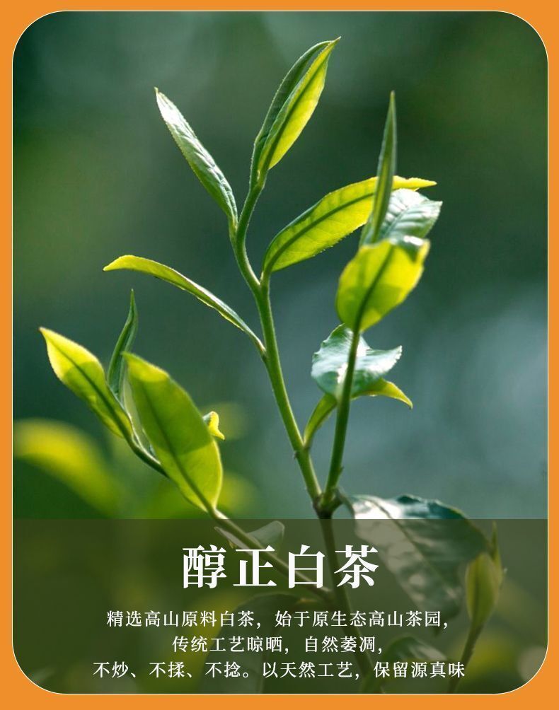 Chenpi White Tea Fuding Old White Tea Gongmei Xinhui Chenpi White Tea Cake 50pcs