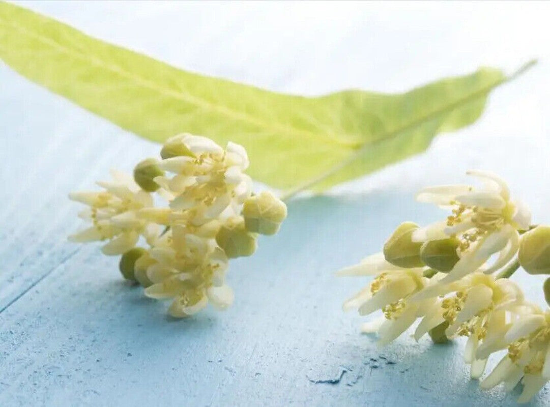 Natural Blossoms Tea Whole Tiliae Flores Dried Linden Flowers  Tea 250g