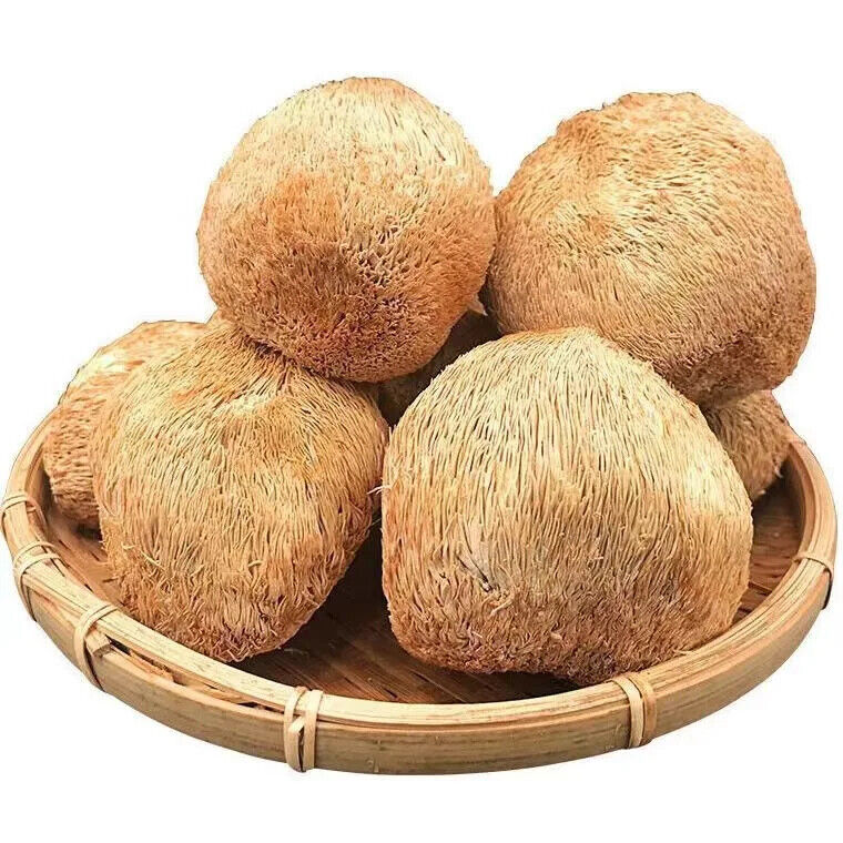 100% Organic Natural Lions Mane Mushroom 250g Hericium Erinaceus Hou Tou Gu 猴头菇