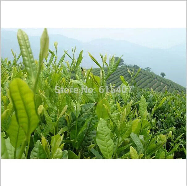 HelloYoung  New Milk Oolong Tea Gaoshan Jinxuan Frozen Top Tea Taiwan Tea 150g