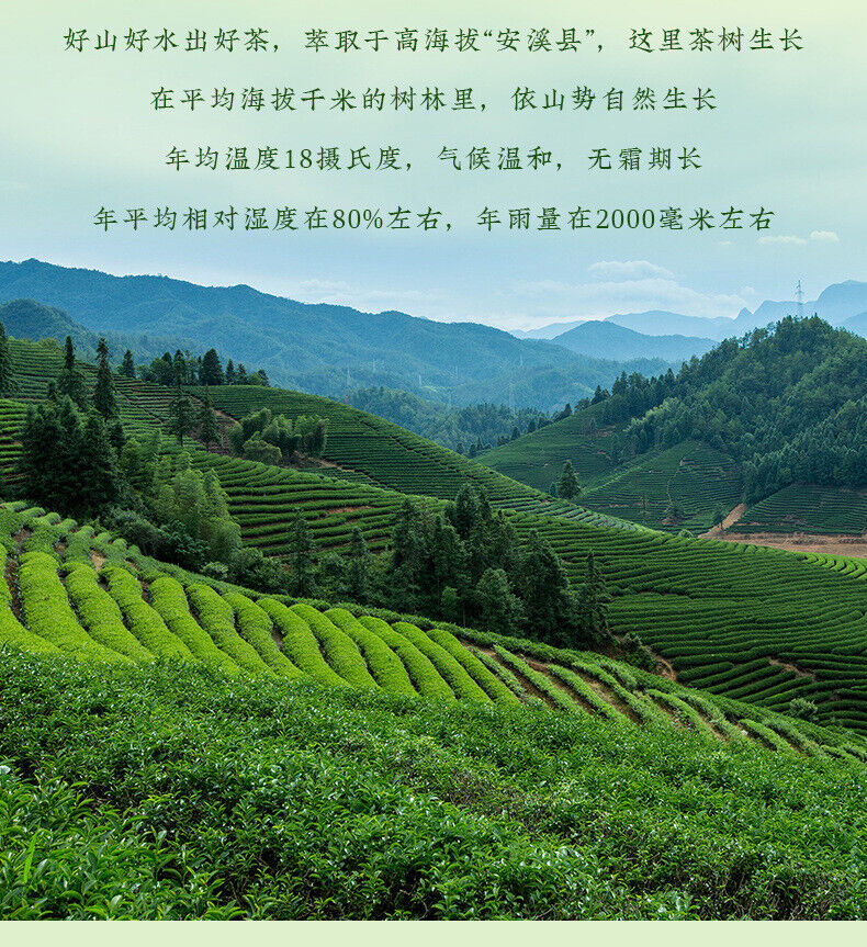 Anxi Tieguanyin New Tea Orchid Scent Oolong Tea Spring Tea Fresh Tea Authentic
