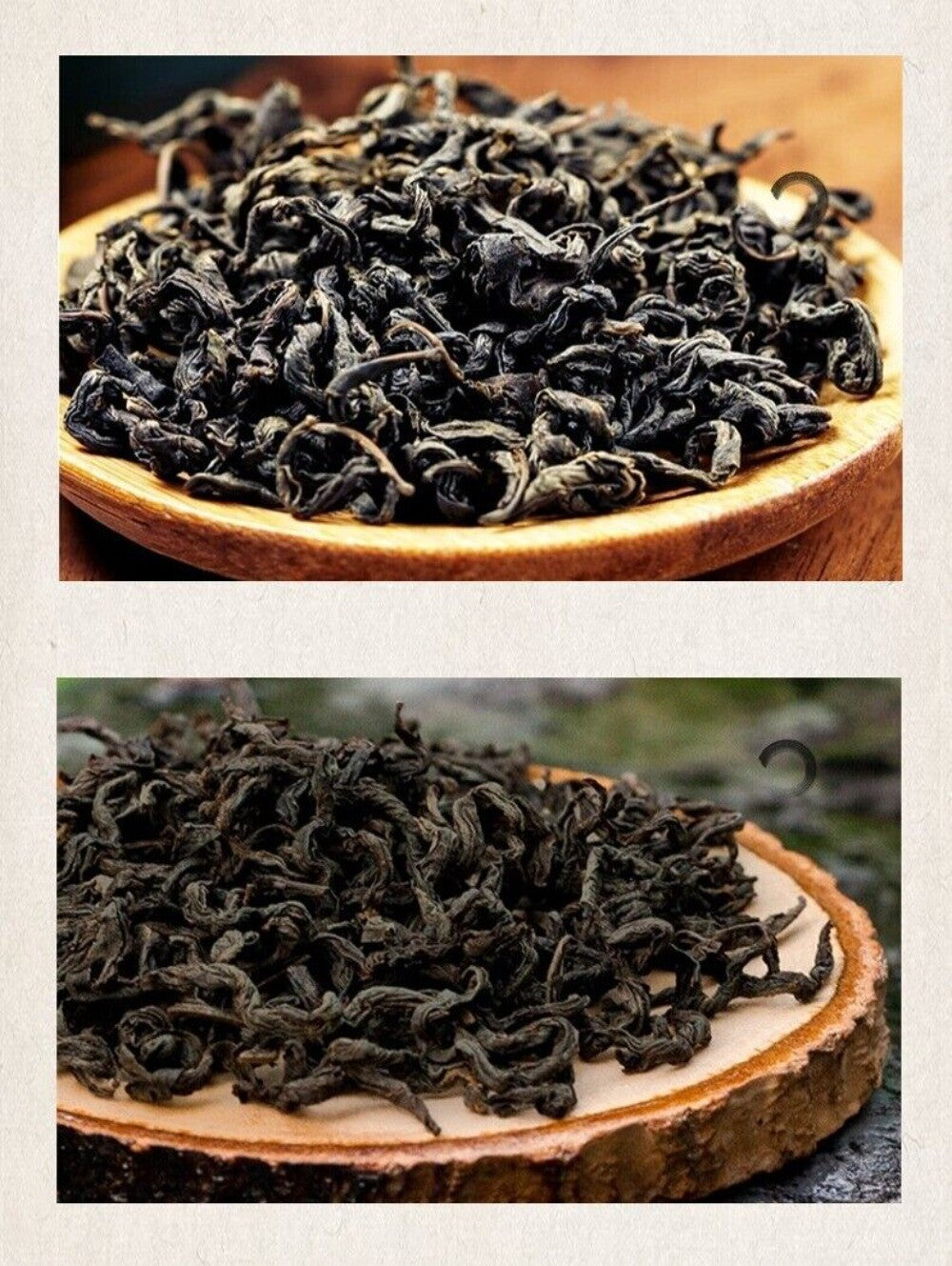 Wild Green Money Tree Tea Premium Ancient Buds Herbal Natural Blend