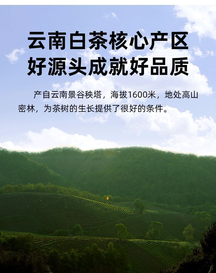 White Hair Silver Needle Premium White Tea Moonlight White Tea Ancient Trees125g
