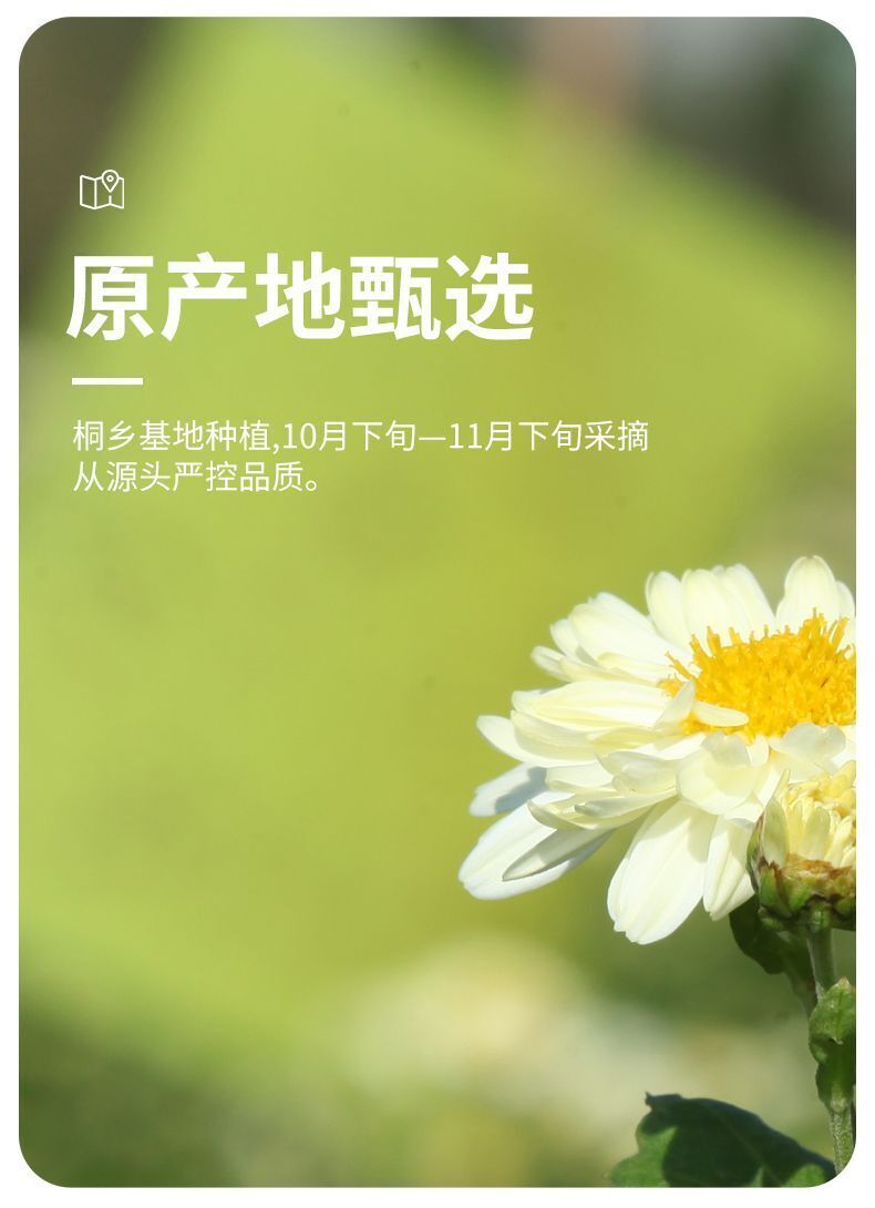 Chrysanthemum Tea Dried Chrysanthemum Tea Leaves Deflame Herbal Tea 150g