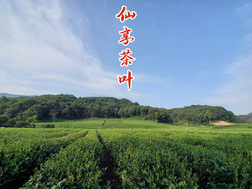 HelloYoung New Tea Longjing Tea Fried Green Green Tea Strong Aroma 500g/1.1lb