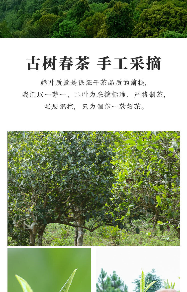 357 g Daxueshan Ancient Tree Pu'er Tea Raw Tea Yunnan Pu'er Tea Spring Tea