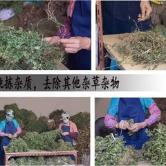 Dried Thyme-leaved spurge Redcausticreeper Euphorbiathymifolia Xiao Fei Yang Cao