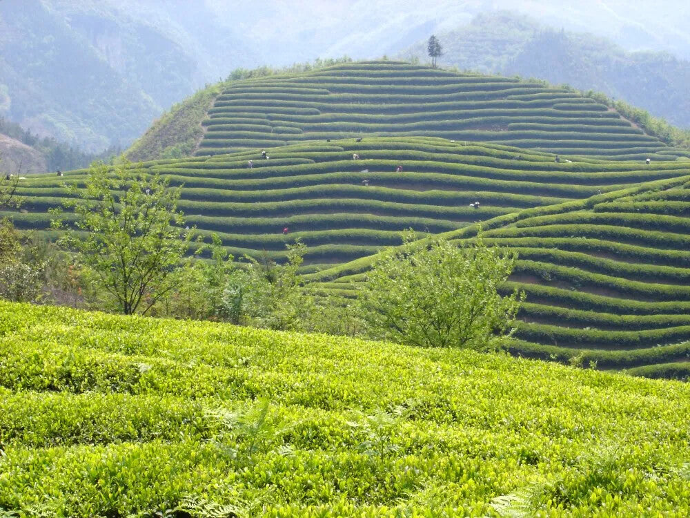 Wholesale Chinese famous high quality Fujian white tea high mountain snow buds