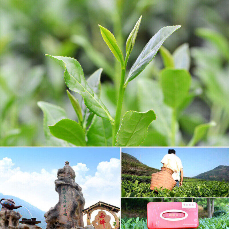 HelloYoung Oolong Tea * Classic Nongxiang Aroma Flavor Anxi Tie Guan Yin Tea China 250g Box