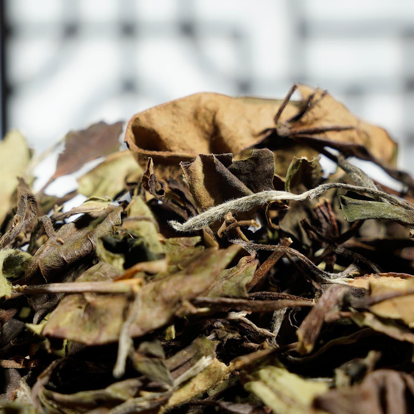 Wholesale Chinese famous high quality Fujian white tea high mountain snow buds