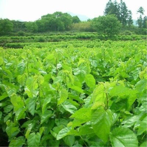 HelloYoung50g Mulberry Leaf Tea Natural Dried Mulberry Leaves Tea China Health Care Herbal