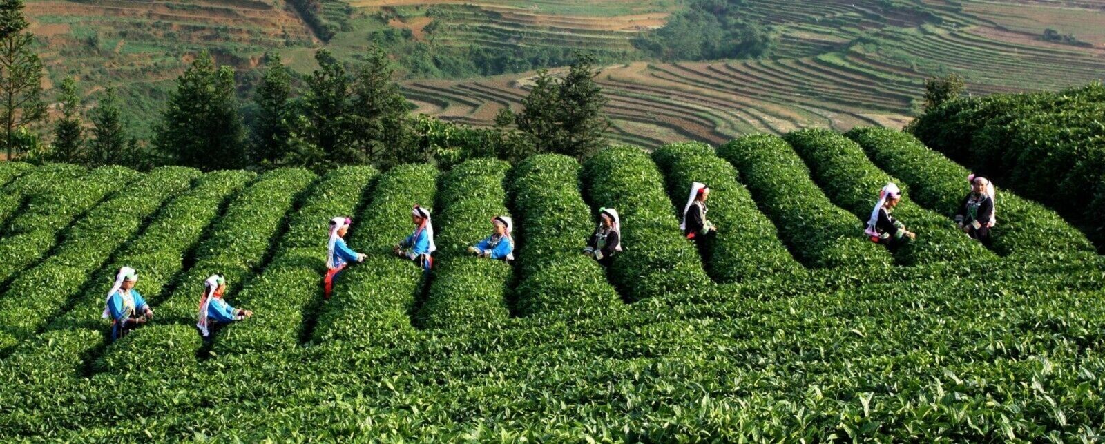 10 Year Aged Ripe Puerh Tea Golden Bud Fully Fermented Natural Yunnan