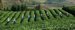 10 Year Aged Ripe Puerh Tea Golden Bud Fully Fermented Natural Yunnan