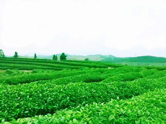 125g Fresh Natural China Oil Cut Black Oolong Tea Slimming Baked Tea Health Care