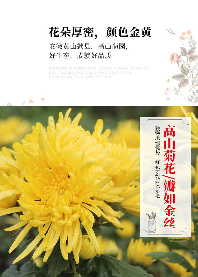 Marke Golden Silk Chrysanthemum Tee Kräutertee Runde Kanne Guter Tee 20G