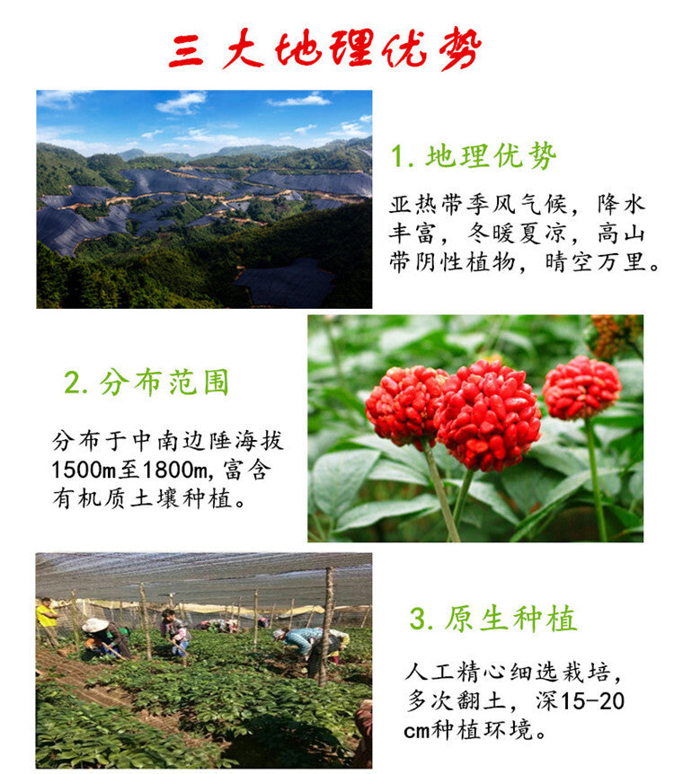 Yunnan Wenshan Specialty Panax Notoginseng Powder Ultrafine Powder 100g Canned