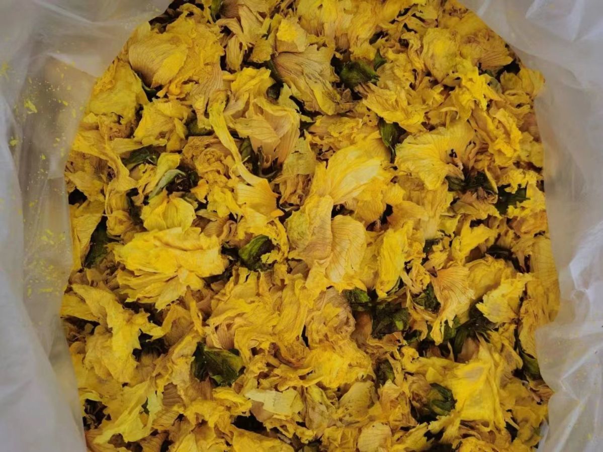 Yellow Marshmallow Flower Herbal Medicine Yellow Marshmallow Dried Flower Tea