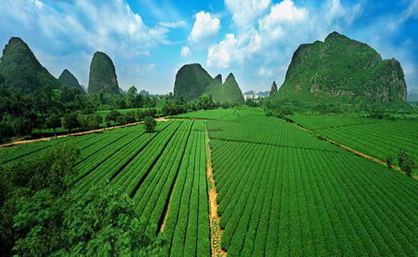 HelloYoungFragrant Type Traditional Chinese Oolong Tea TiKuanYin Anxi Tieguanyin Green Tea
