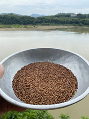 Barley Tea Genuine Black Yellow Tartary Buckwheat Tea Stomach Nourishing Tea