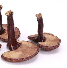 Reishi Mushroom Tea Benefits in Good Price Reishi Sale Online 500g Bulk Supply