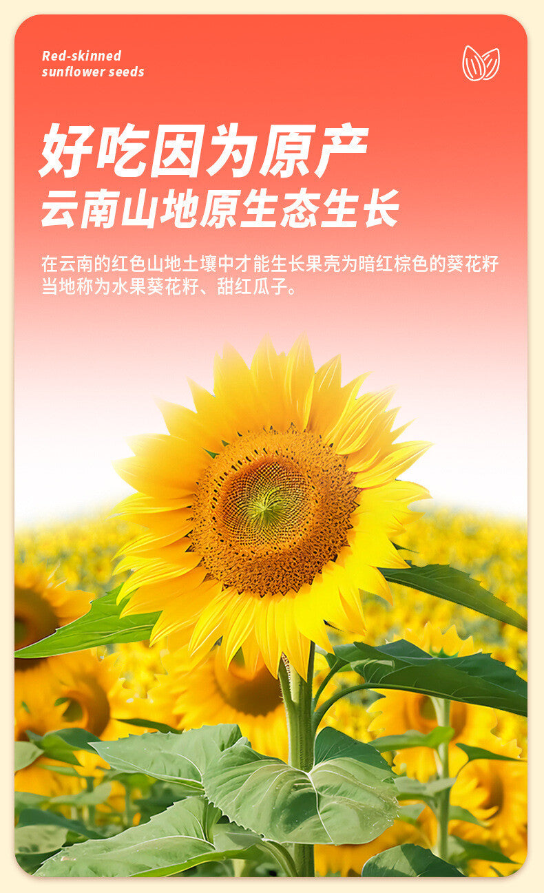 Yunnan Red Skin Sunflower Seeds – Sweet Mountain Snack