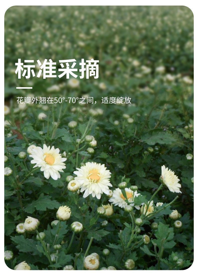 Chrysanthemum Tea Dried Chrysanthemum Tea Leaves Deflame Herbal Tea 150g