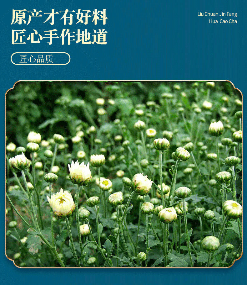 Fetal Chrysanthemum King 20g Fetal Chrysanthemum Flower Tea Tinned