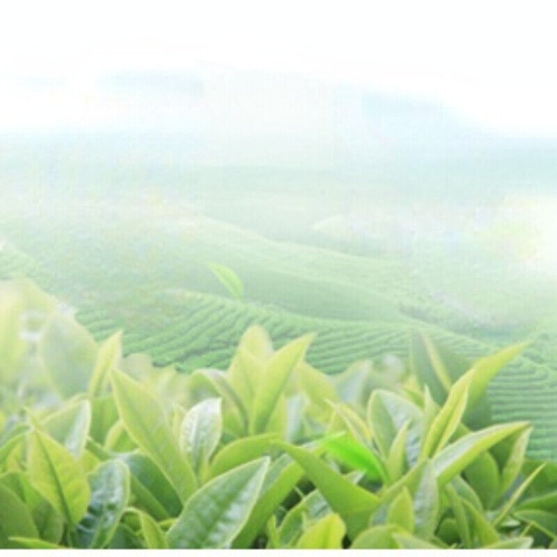 HelloYoung In Bulk China Green Tea Health Care Organic Green Tea Huangshan Maofeng Tea 250g