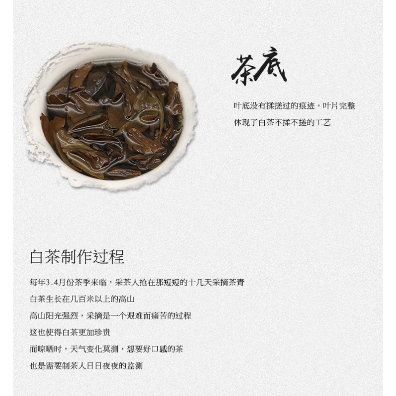 Alpine Sun Date White Tea Fuding White Tea 100g*3 Shou Mei Tea Cake