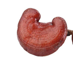 Reishi Mushroom Tea Benefits in Good Price Reishi Sale Online 500g Bulk Supply