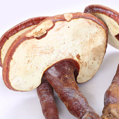 Changbai Mountain Ganoderma Lucidum Red Lingzhi Purple Lingzhi Edible Fungi 500g