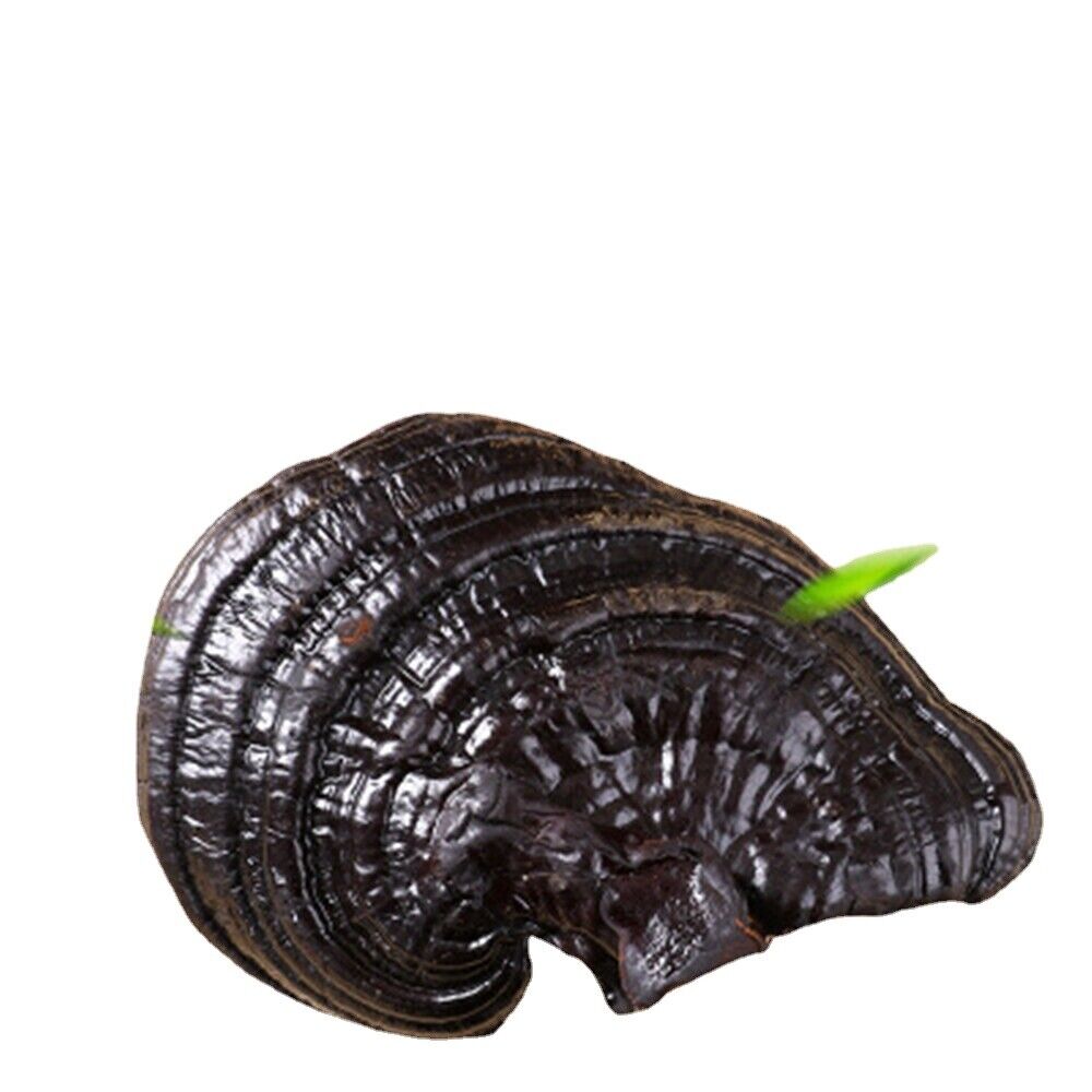 HelloYoung 100% Natural Black Ganoderma Lucidum Halal Dried Ganoderma Mushroom 17.6oz