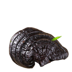 HelloYoung 100% Natural Black Ganoderma Lucidum Halal Dried Ganoderma Mushroom 17.6oz