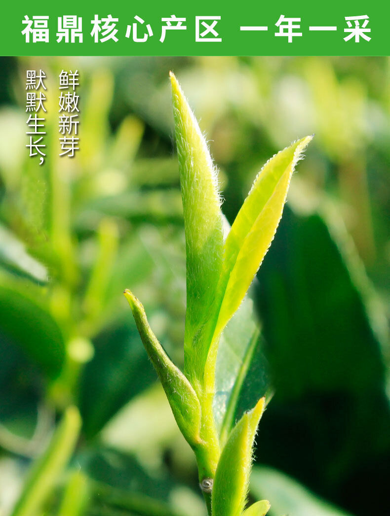 HelloYoung 500g Fuding white tea white peony king loose tea Panxi Ming Qian tea