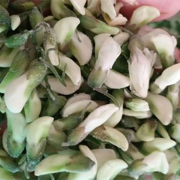 Fresh Dried Acacia FlowersDried Acacia Flowers for Cauliflower
