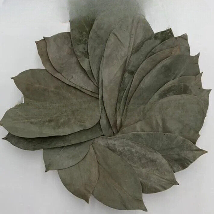 GRAVIOLA LEAF 100g Wild Harvest Soursop Custard Apple Annona muricata